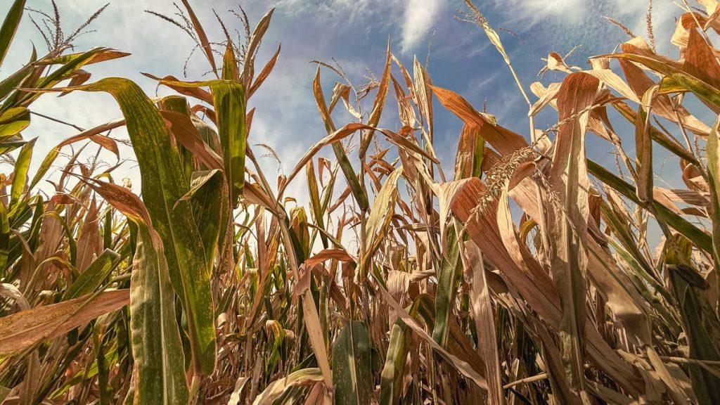 JPMorgan just flagged a slow-building food crisis